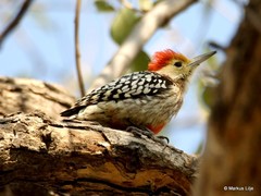 Leiopicus mahrattensis