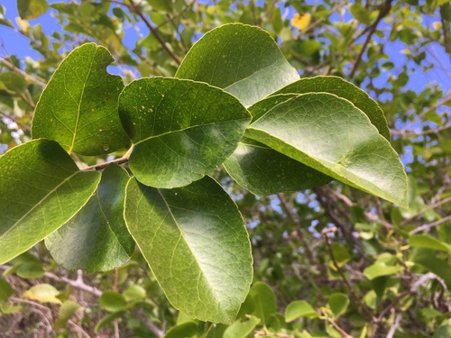 Flacourtia indica image