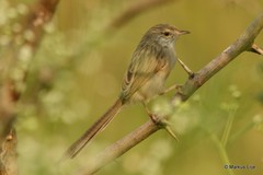 Prinia lepida