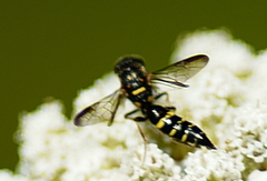 Sapyga louisi
