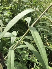 Helianthus verticillatus
