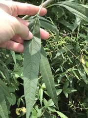 Helianthus verticillatus