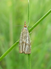 Thisanotia chrysonuchella