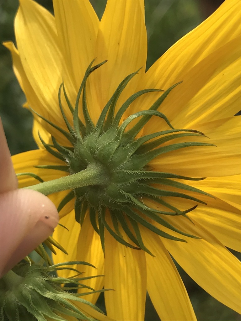 Whorled Sunflower in September 2020 by Cooper Breeden · iNaturalist