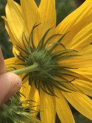 Helianthus verticillatus