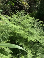 Hypolepis sparsisora