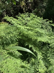 Hypolepis sparsisora