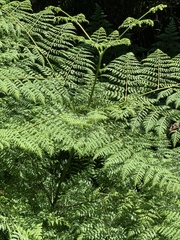 Hypolepis sparsisora