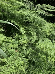 Hypolepis sparsisora