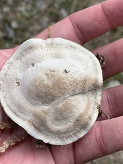 Phellodon violascens