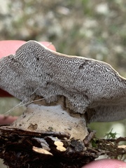 Phellodon violascens