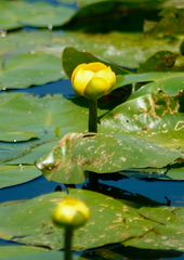 Nuphar variegata