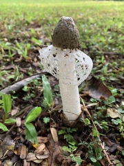 Phallus atrovolvatus