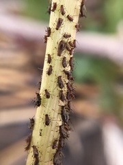 Uroleucon sonchi