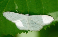 Scopula inductata