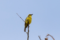 Conopias cinchoneti