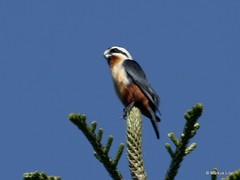 Microhierax caerulescens