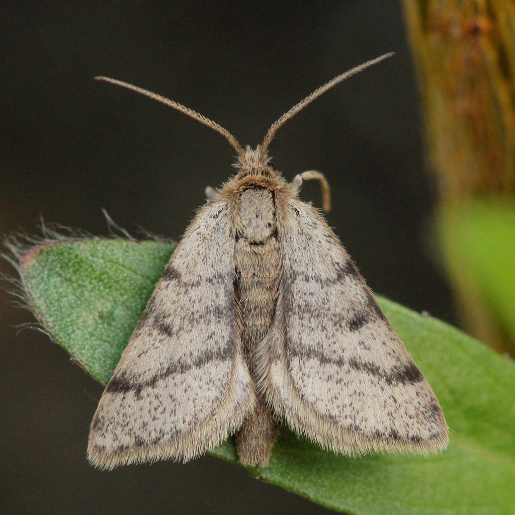 Pygmaena fusca
