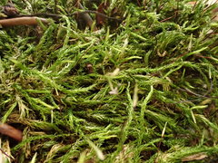 Sciuro-hypnum populeum