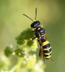 Cerceris arenaria