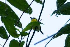 Todirostrum chrysocrotaphum