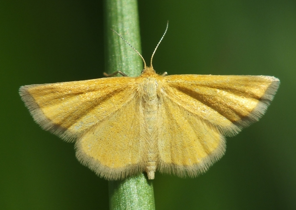 Cleta filacearia