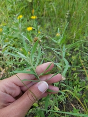 Heterotheca camporum