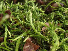 Sciuro-hypnum populeum