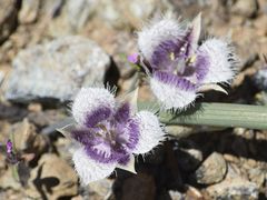Calochortus coeruleus