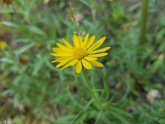 Heterotheca camporum