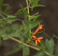 Anisacanthus quadrifidus wrightii