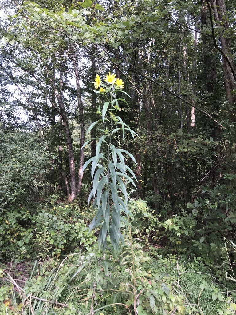 Whorled Sunflower in September 2020 by Cooper Breeden. grosseserratus ...