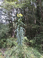 Helianthus verticillatus