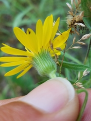 Heterotheca camporum