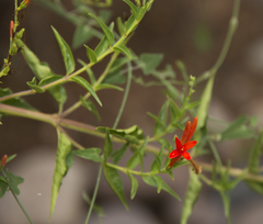 Anisacanthus quadrifidus wrightii