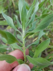 Heterotheca camporum