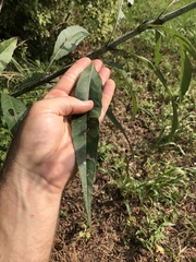 Helianthus verticillatus