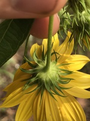 Helianthus verticillatus
