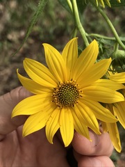 Helianthus verticillatus