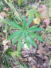 Artemisia integrifolia