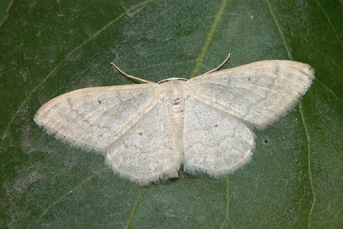 Idaea maritimaria