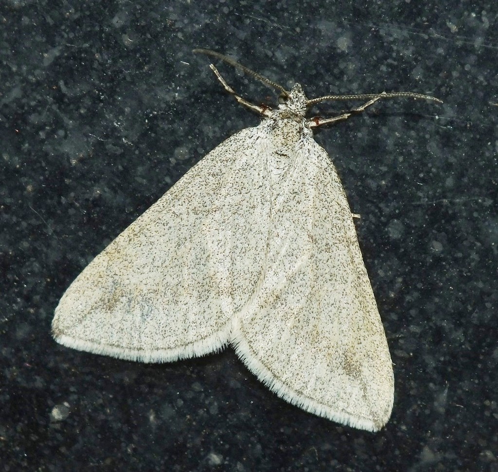 Grey Carpet