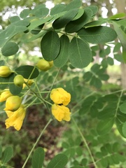Erythrostemon mexicanus
