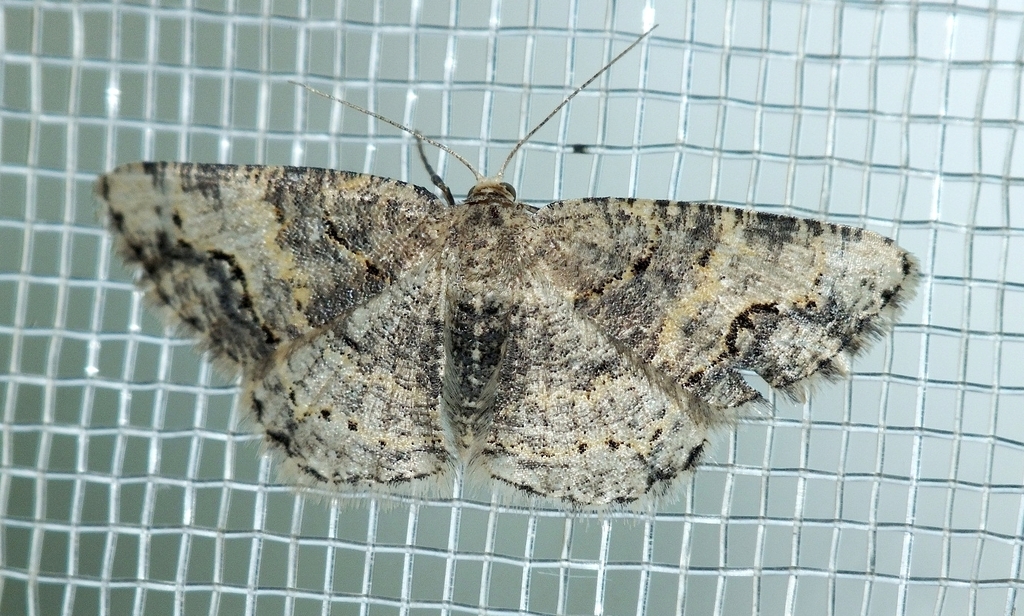 Stegania dalmataria