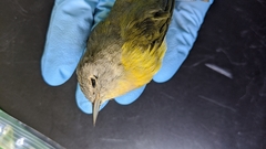 Leiothlypis ruficapilla