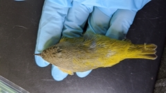 Leiothlypis ruficapilla