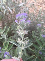 Caryopteris × clandonensis