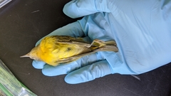 Leiothlypis ruficapilla