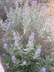 Caryopteris × clandonensis