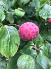 Cornus kousa